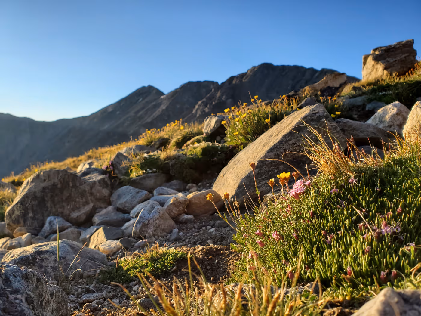 yellow alpine flowers on a mountain hillside at sunrise with a mountain range in the background